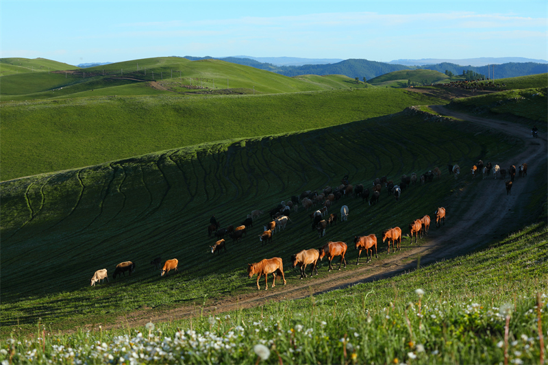 Xinjiang : la transhumance d'été entièrement lancée à Altay
