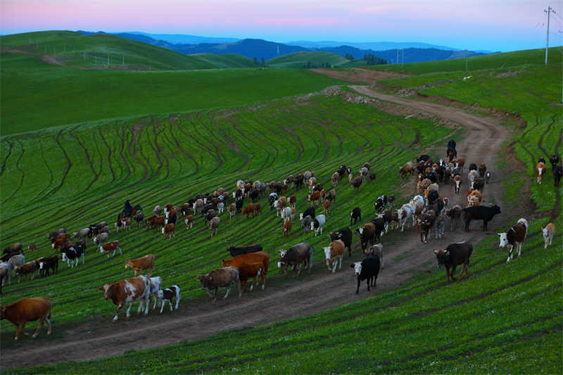 Xinjiang : la transhumance d'été entièrement lancée à Altay