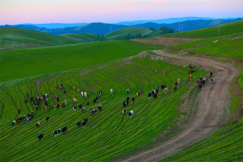 Xinjiang : la transhumance d'été entièrement lancée à Altay