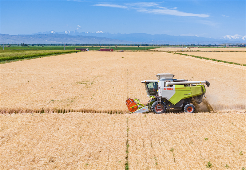 Xinjiang : la récolte du blé à Hutubi
