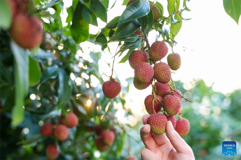 Les litchis de Chine séduisent Duba?