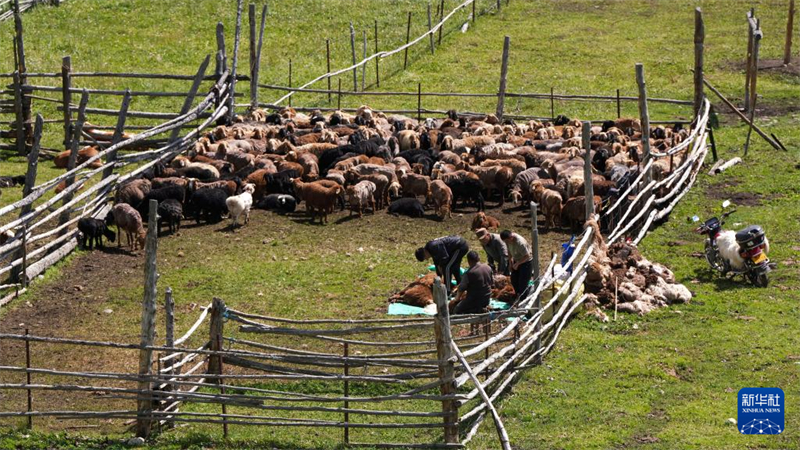 Xinjiang : la grande route qui mène aux paturages d'été