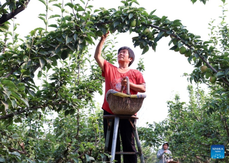 Hebei : la récolte des poires dans le comté de Zhaoxian