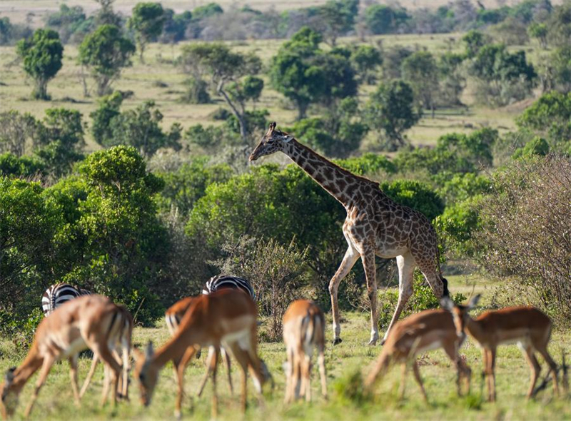 Photo prise le 12 octobre 2024 montrant une girafe dans la Réserve nationale du Masai Mara au Kenya. (Xinhua/Li Yahui)