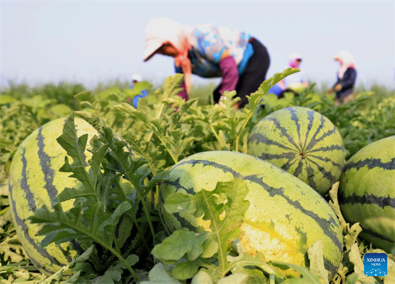 Hebei : le développement agricole stimule la revitalisation rurale à Tangshan