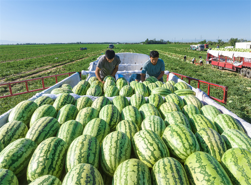 Xinjiang : les pastèques de Changji se vendent bien dans toute la Chine