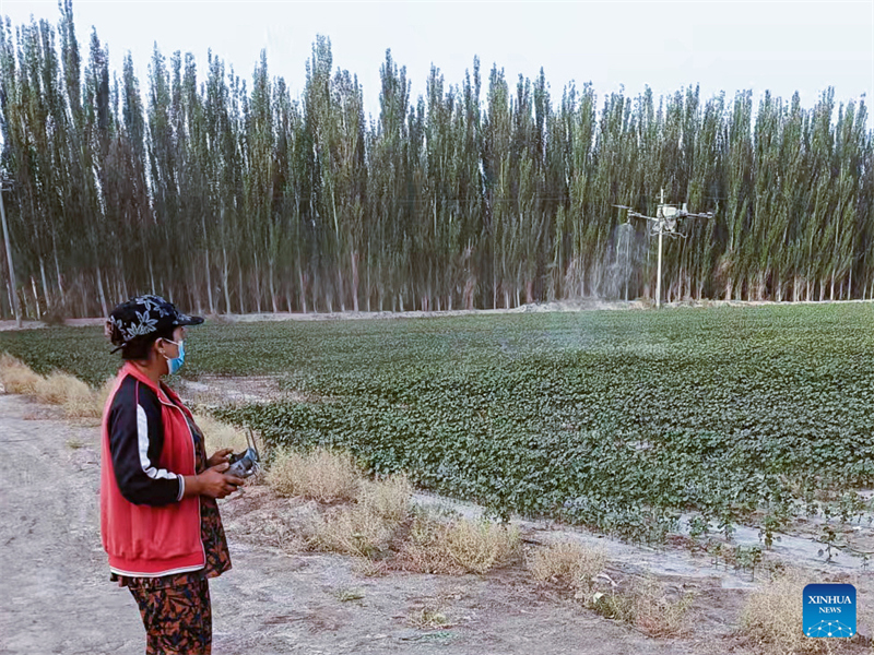 Nurimangul Qasim pilote un drone pour pulvériser des pesticides au-dessus d'un champ de coton dans le comté de Yengisar, à Kachgar, dans la région autonome ou?goure du Xinjiang (nord-ouest de la Chine), le 19 juin 2025. (Photo/Xinhua)