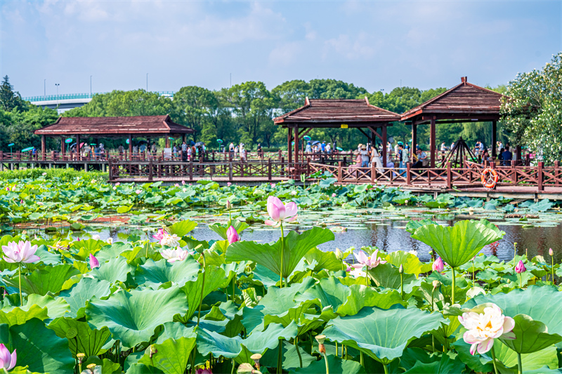 Jiangsu : la beauté des lotus en été à Suzhou