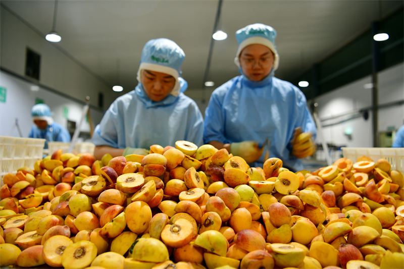 Hubei : le traitement des pêches jaunes aide les agriculteurs de Zigui à augmenter leurs revenus