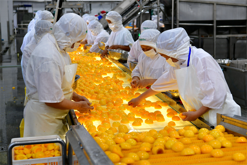 Hubei : le traitement des pêches jaunes aide les agriculteurs de Zigui à augmenter leurs revenus