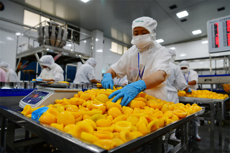Hubei : le traitement des pêches jaunes aide les agriculteurs de Zigui à augmenter leurs revenus