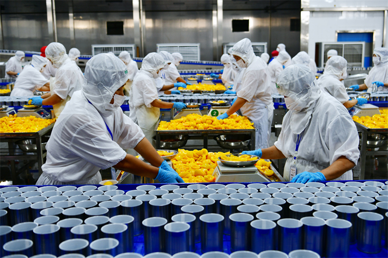 Hubei : le traitement des pêches jaunes aide les agriculteurs de Zigui à augmenter leurs revenus