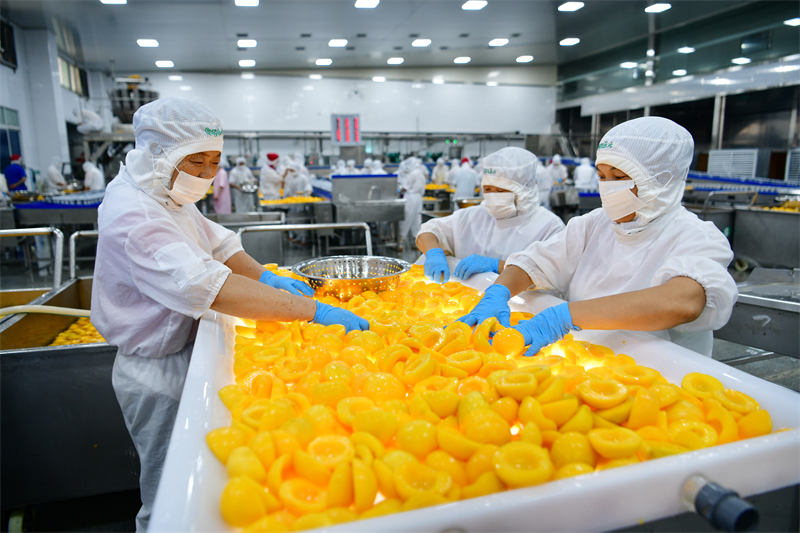 Hubei : le traitement des pêches jaunes aide les agriculteurs de Zigui à augmenter leurs revenus