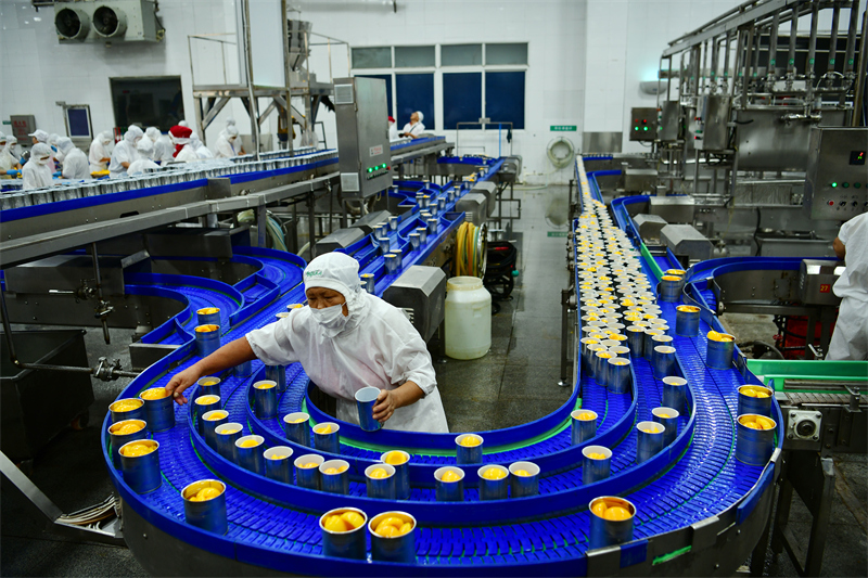 Hubei : le traitement des pêches jaunes aide les agriculteurs de Zigui à augmenter leurs revenus