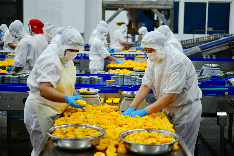Hubei : le traitement des pêches jaunes aide les agriculteurs de Zigui à augmenter leurs revenus