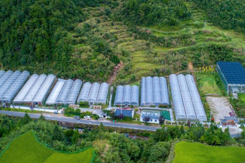 Zhejiang?: les plantes en pot ouvrent la voie à la prospérité dans les régions montagneuses de Jingning