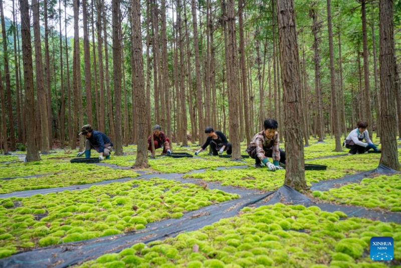 Zhejiang?: les plantes en pot ouvrent la voie à la prospérité dans les régions montagneuses de Jingning