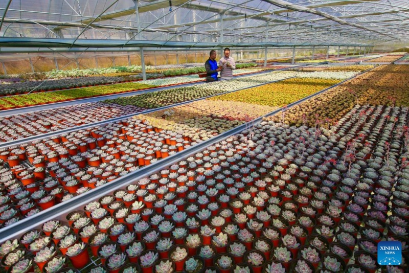 Zhejiang?: les plantes en pot ouvrent la voie à la prospérité dans les régions montagneuses de Jingning