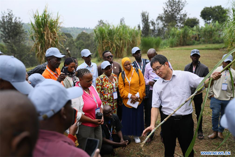 Lin Hui, expert chinois de la technologie chinoise Juncao, enseigne des apprentis au Centre sino-rwandais de démonstration des techniques agricoles dans le district de Huye, au Rwanda, le 17 juillet 2025. (Xinhua/Huang Wanqing)