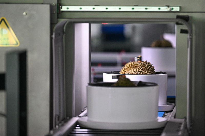 Une cha?ne de tri alimentée par l'intelligence artificielle procède à une analyse des durians dans une entreprise à Sanya, dans la province chinoise de Hainan (sud), le 18 juillet 2025. (Photo : Pu Xiaoxu)