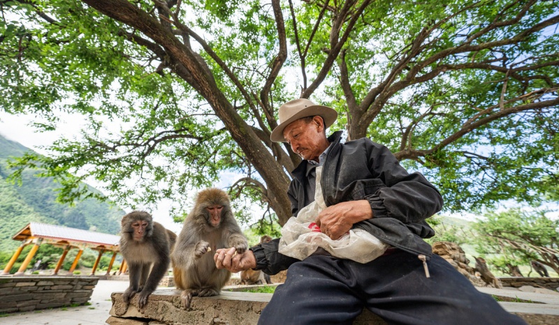 Tobgye donne des cacahuètes à des macaques tibétains dans le site touristique écologique et culturel de Linze dans le village de Linze du comté de Gongbo'gyamda, à Nyingchi, dans la région autonome du Xizang (sud-ouest de la Chine), le 23 juillet 2025. (Photo/Xinhua)