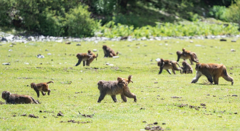 Xizang?: histoire en photos d'un protecteur de macaques tibétains
