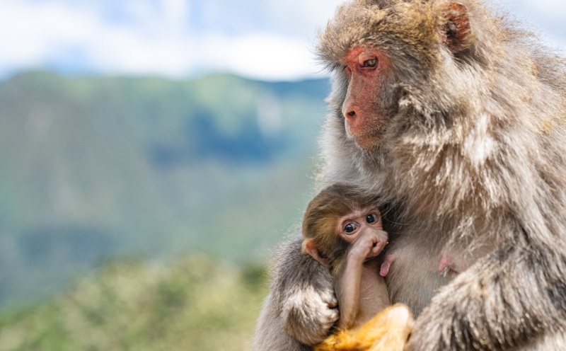 Xizang?: histoire en photos d'un protecteur de macaques tibétains