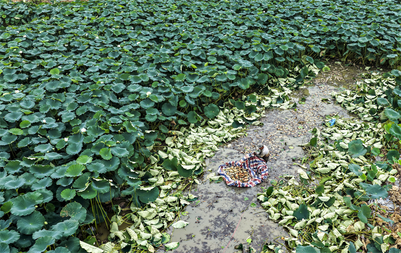 Anhui : la récolte de racines de lotus à Ma'anshan