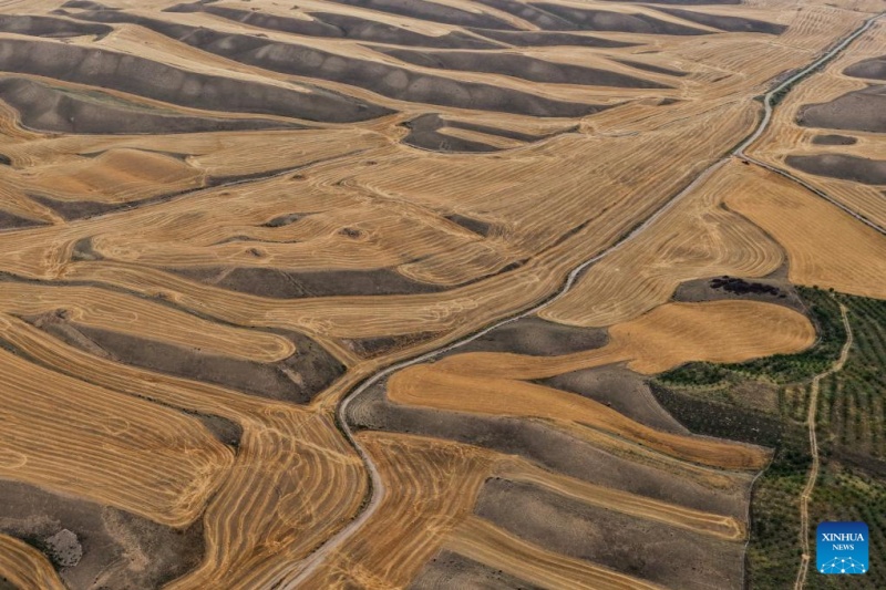 Xinjiang : le blé m?r est prêt pour la récolte à Tekes