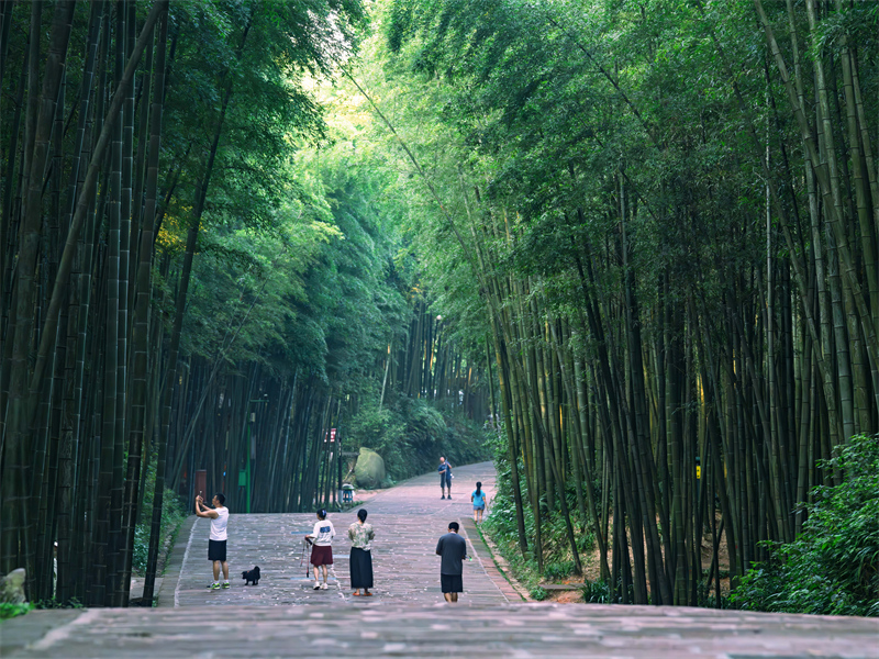 Sichuan : les touristes envo?tés par la mer de bambou de Changning en été