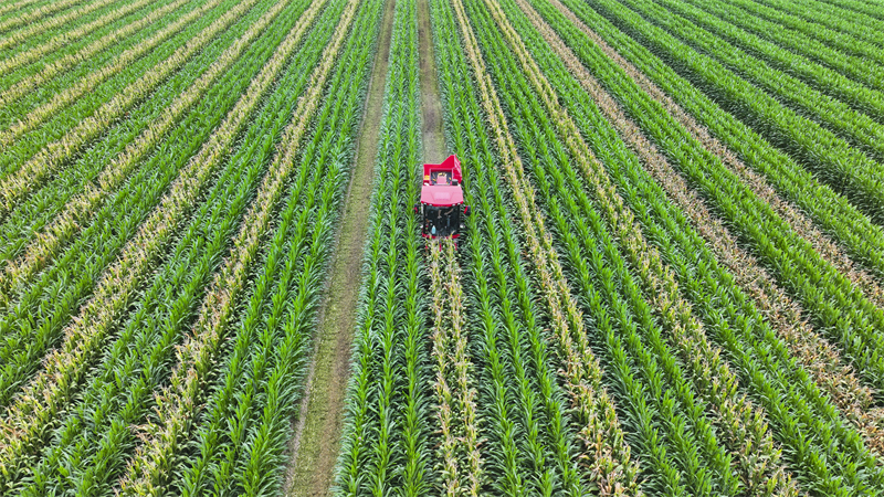 Shandong : la récolte du ma?s de printemps à Guangrao