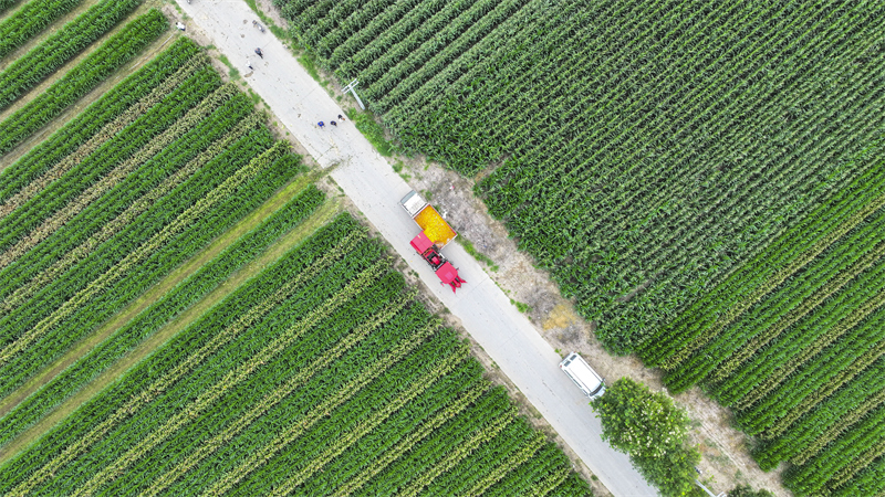 Shandong : la récolte du ma?s de printemps à Guangrao