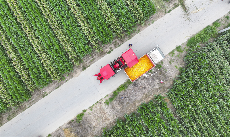 Shandong : la récolte du ma?s de printemps à Guangrao