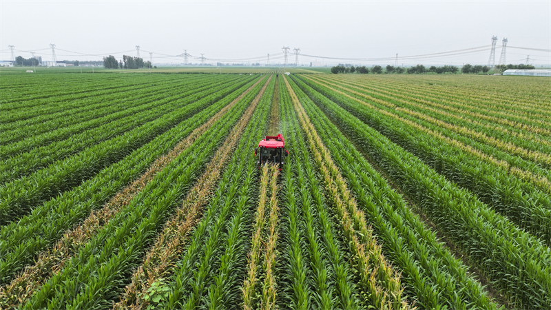 Shandong : la récolte du ma?s de printemps à Guangrao