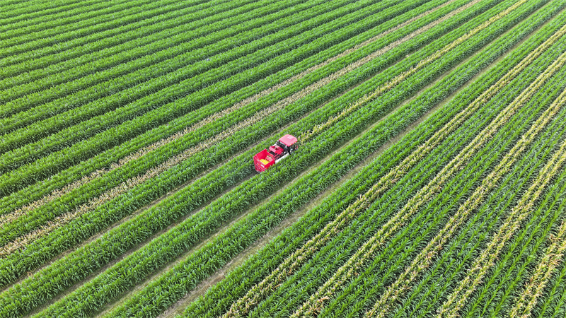Shandong : la récolte du ma?s de printemps à Guangrao