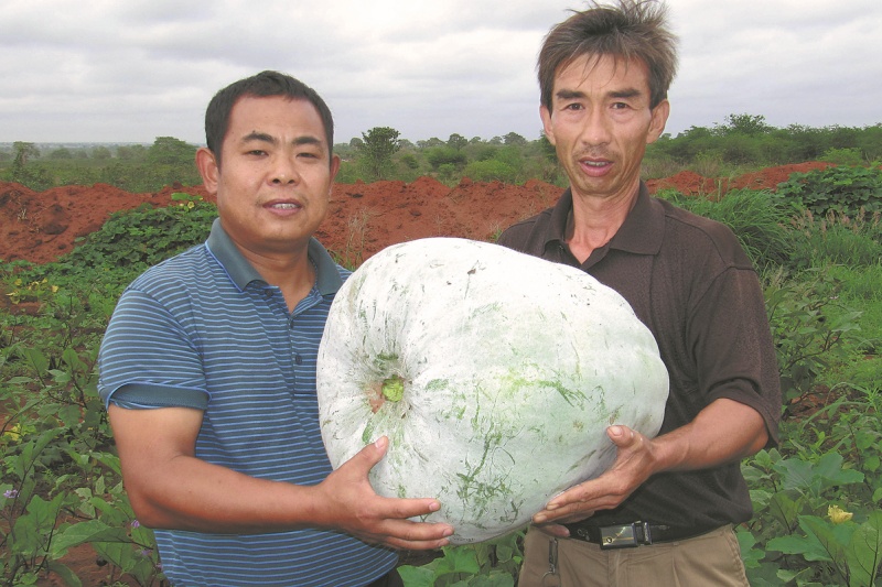 Une courge cireuse cultivée par Ma xiao (à gauche), présentée dans le projet de logement social de Cacuaco, à Luanda, en Angola. (Photo / China Daily)