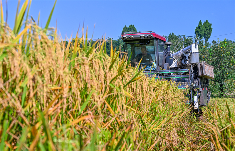 Sichuan : une récolte de riz abondante à Renshou