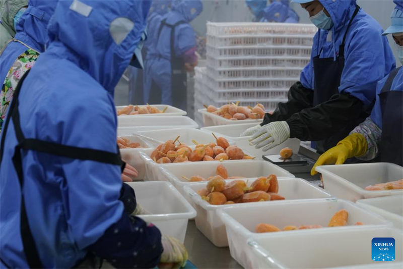 Guangxi : les glaces à la mangue de Tiandong, un régal tropical estival rafra?chissant