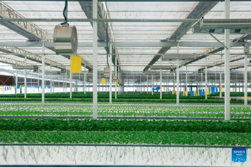 Photo prise le 13 ao?t 2025 montrant une ferme intelligente de style usine dans le canton de Kuqa de la préfecture d'Aksu, dans la région autonome ou?goure du Xinjiang (nord-ouest de la Chine).(Liu Jiaqi/Xinhua)