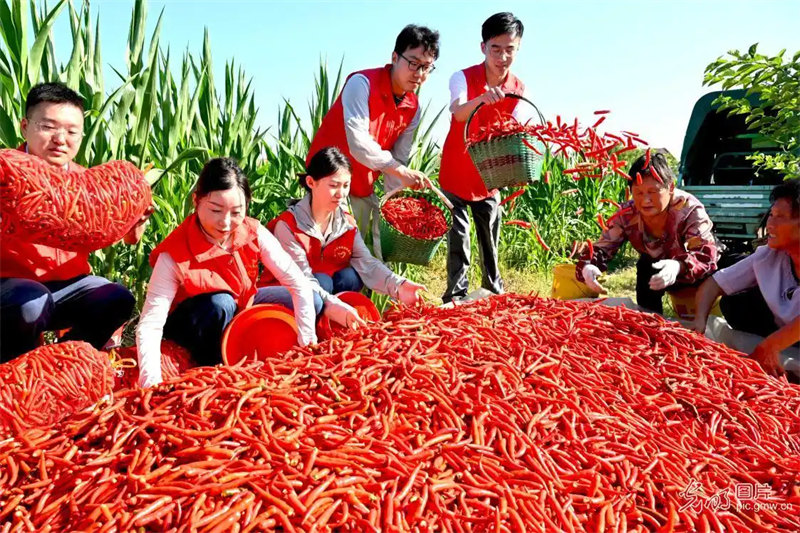 Anhui : le séchage des piments à Bozhou