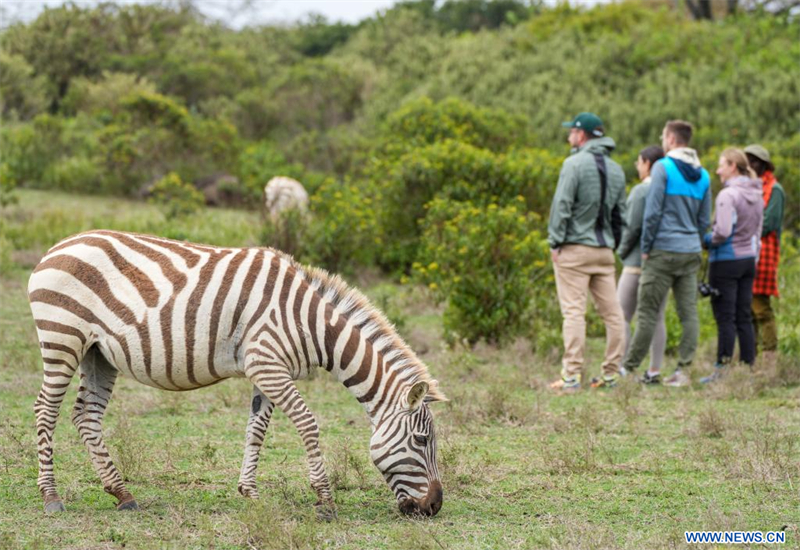 Un zèbre passe devant des touristes sur l'?le Crescent, sur le lac Naivasha, dans le comté de Nakuru, au Kenya, le 23 ao?t 2025. Le lac Naivasha, situé dans la vallée du Grand Rift à une altitude d'environ 1.900 mètres, est un lac d'eau douce. Son ?le Crescent est connue pour la faune sauvage en liberté, notamment des girafes, des zèbres et des antilopes. (Xinhua/Li Yahui)