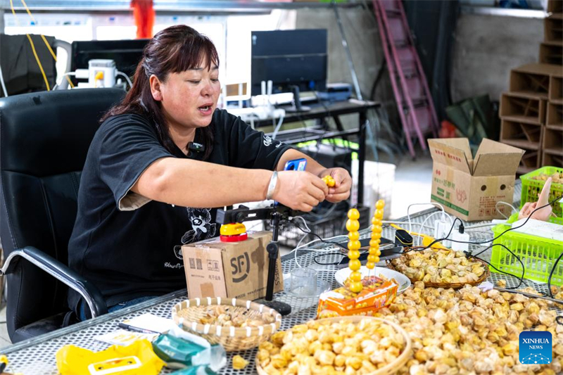 Mongolie intérieure : les physalis entrent dans la saison de la récolte à Hulun Buir