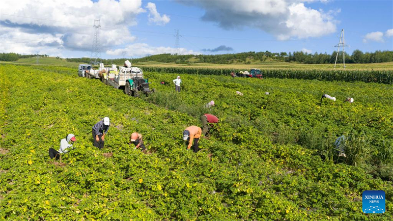 Mongolie intérieure : les physalis entrent dans la saison de la récolte à Hulun Buir