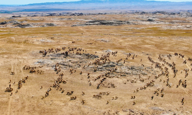 Xinjiang : La grande transhumance automnale du bétail à Altay