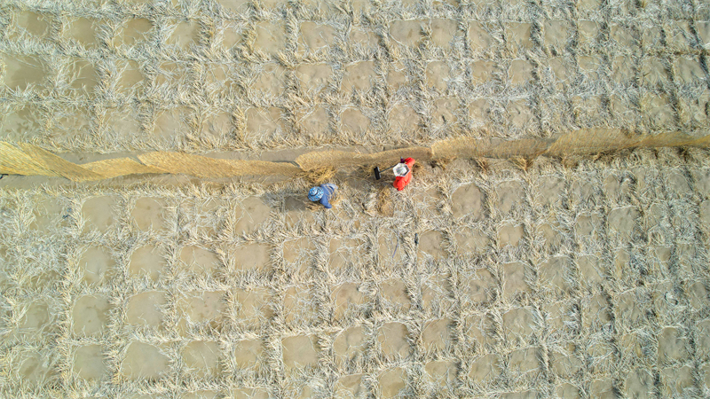 Gansu : la pose de barrages contre les tempêtes de sable habillent le désert de vêtements verts à Jinta
