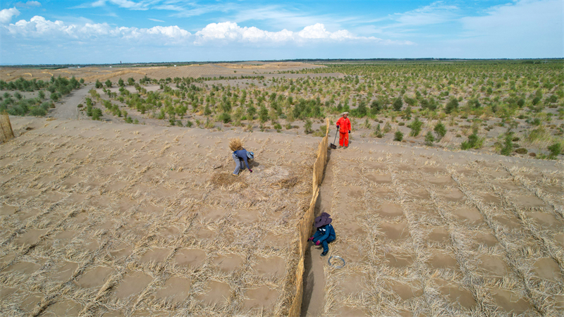 Gansu : la pose de barrages contre les tempêtes de sable habillent le désert de vêtements verts à Jinta