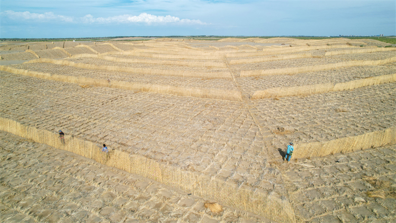Gansu : la pose de barrages contre les tempêtes de sable habillent le désert de vêtements verts à Jinta