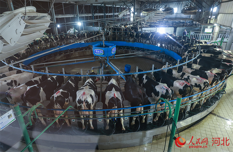 Hebei : la vie heureuse d'une vache sur la ferme Junlebao à Shijiazhuang