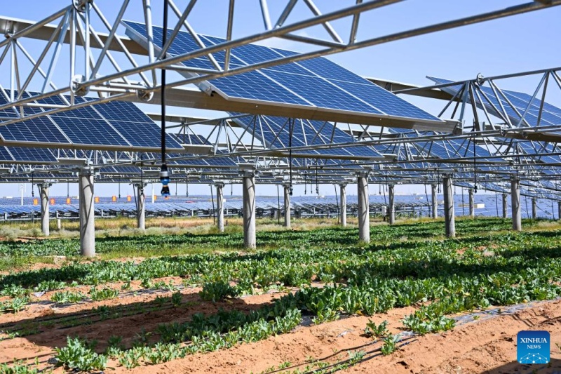 Mongolie intérieure?: les projets photovolta?ques stimulent la réadaptation écologique et la croissance économique locales dans le désert de Kubuqi