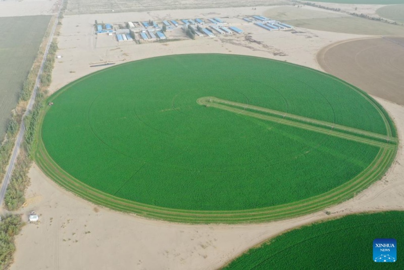 Xinjiang : la base de démonstration de plantation de la luzerne de Hotan, source d'approvisionnement stable en fourrage